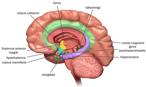 location of hippocampus and amygdala in brain. There are other parts of the brain listed as well. Those parts are: Parahippocampalis, cortex cingularis gyrus, tobozmirgy, fornix, corpus callosum, thalamus anterior, magok, hypothalamus, and corpus mamillaris.