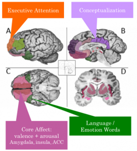 examples of networks in brain