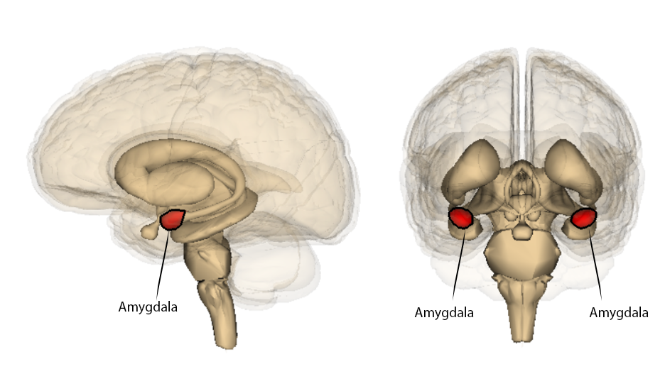An image of the brain from the side and back. The Amygdala is highlighted in red, and circled.