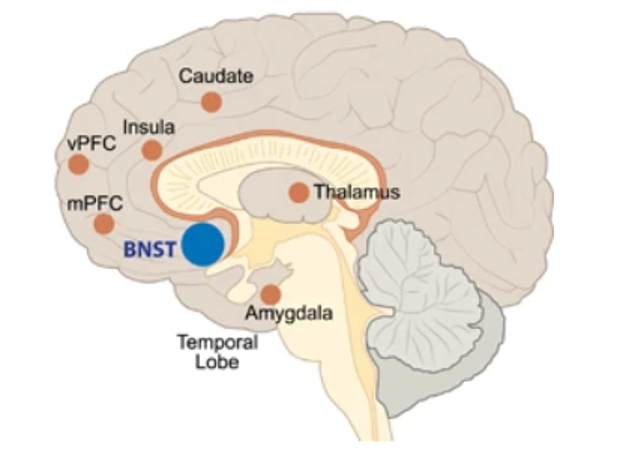 An illustration of the brain from a side view. There are several items highlighted on this illustration of the brain. Those items are: Temporal Lobe, Amygdala, BNST, mPFC, vPFC, insula, Caudate, and Thalamus.
