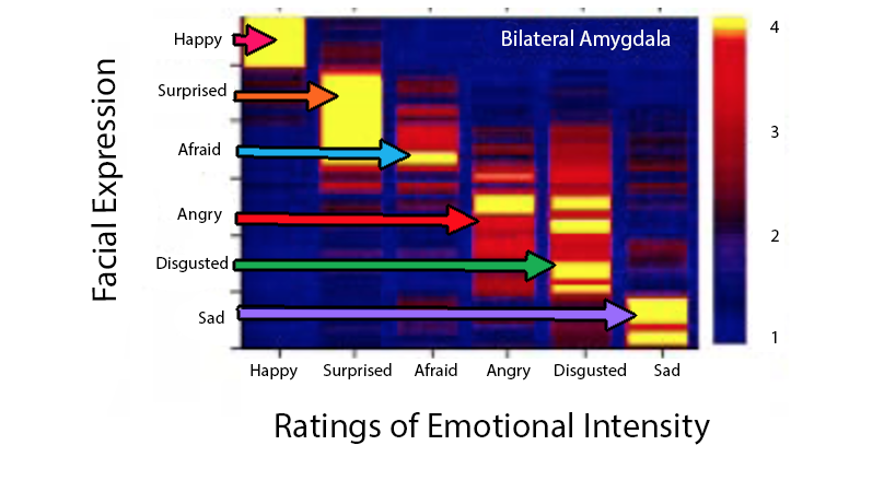 Ratings of emotional intensity (x axis), against facial expressions (y axis). There is 6 emotions listed on the x axis, each having a bar of intensity, and having high intensity where the emotion on the x axis matches the same emotion in the facial expression. For example, happy is listed first as an emotion on the x axis, and the high intensity area for this emotion is located near the top of the y axis (where the same emotion is shown - happy).