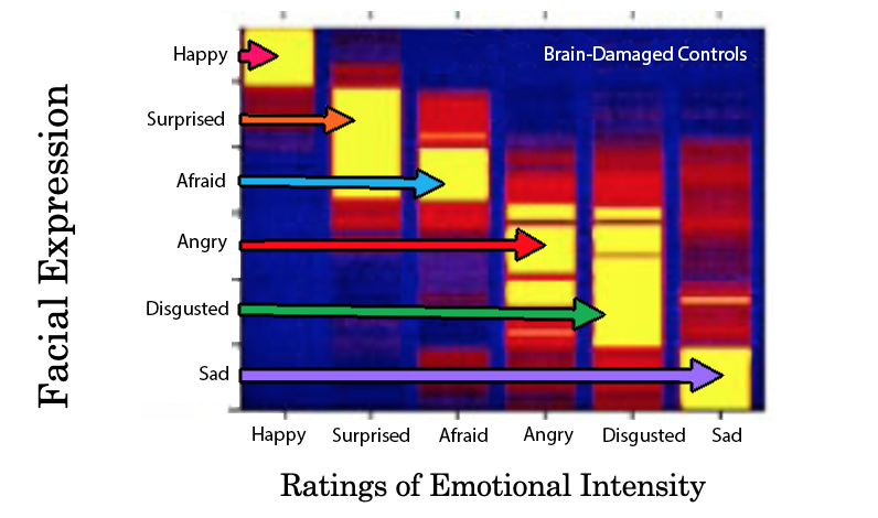 Ratings of emotional intensity (x axis), against facial expressions (y axis). There is 6 emotions listed on the x axis, each having a bar of intensity, and having high intensity where the emotion on the x axis matches the same emotion in the facial expression. For example, happy is listed first as an emotion on the x axis, and the high intensity area for this emotion is located near the top of the y axis (where the same emotion is shown - happy).