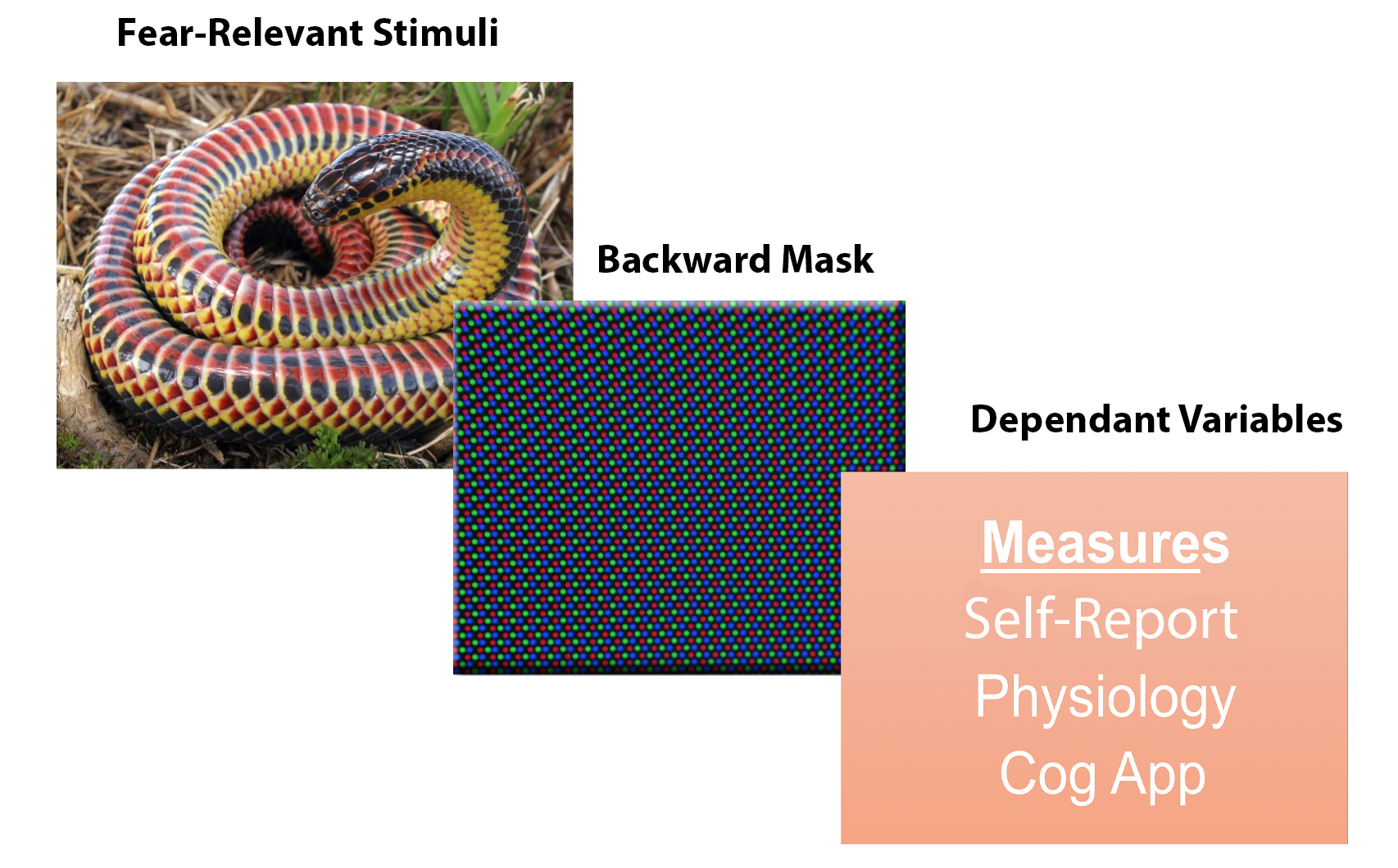 Fear-relevant stimuli, a photo of a snake. Backward mask, a photo of red, blue, green dots. Dependant Variables, photo of text that reads: Measures - self-report, physiology, cognitive appraisal