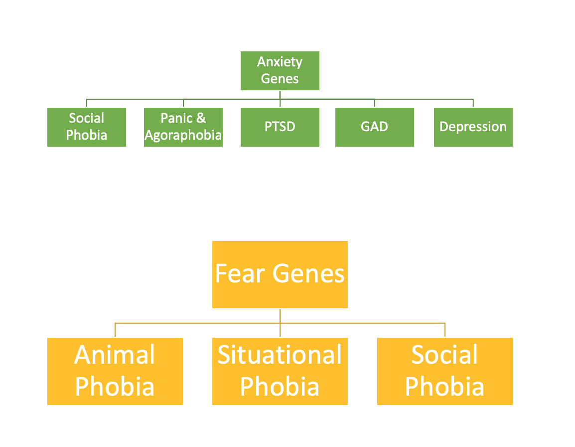 Two heirarchies. The first has Anxiety Genes as the top item, and has the following items stemming from it: Social phobia, panic and agoraphobia, PTSD, GAD, Depression. The second tree has fear genes listed as the top item, with 3 items stemming from it. Those items are: Animal phobia, situational phobia, social phobia.