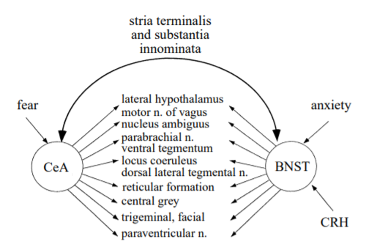 A diagram of fear and anxiety. There are two circles labeled: CeA, abd BNST. Both circles have arrows that point to the following: Lateral hypothalamus, motor n. of vagus, nucleus ambiguus, parabrachial n. ventral tegmentum, locus coeruleus dorsal lateral tegmental n., reticular formation, central grey, trigeminal, facial, paraventricular n. The circle with CeA labeled in the center of it also has the word - fear and an arrow pointing to the circle. on the other circle (BNST), there is the same label and arrow pointing to it. The label reads: Anxiety. There is also a second label pointing to the BNST circle, it says: CRH. There is a bi-directional connector, connecting the CeA and BNST circles.