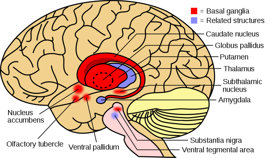 An illustration of the brain. The basal ganglia is color coded in red, and related structures are color coded in a light purple. Other items illustrated: Caudate nucleus, Globus pallidus, Putamen, Thalamus, Subthalamic nucleus, amygdala, substantia nigra, ventral tegmental area, ventral pallidum, olfactory tubercle, and nucleus accumbens.