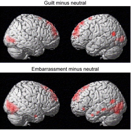 An image of four 3D models of the brain. The two brains on the top of the image are labeled - guilt minus neutral, and have portions of the brain highlighted. The two brains on the bottom are labeled - Embarrassment minus neutral, and has different portions highlighted.