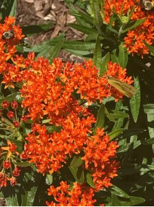 Butterfly on Butterfly Bush