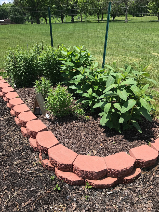 Side Garden with plants growing.