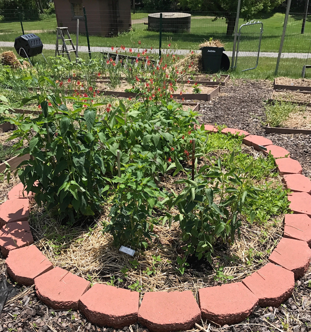 Penn State Schuylkill Pollinator Garden during summer.