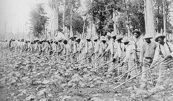 photo of convicts raking a cotton field
