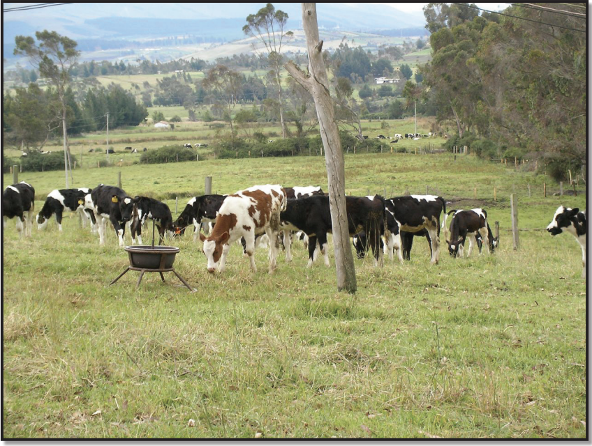 Calves at organic dairy farm