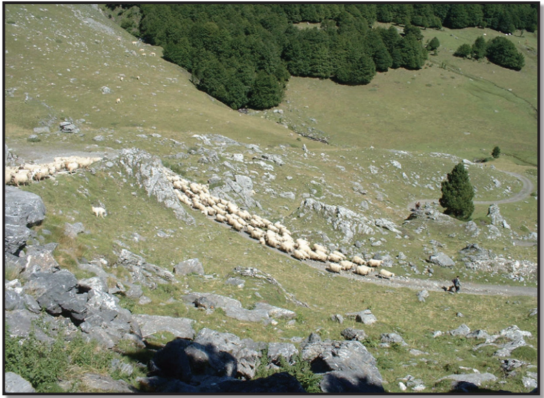 Transhumance in the Pyrenees Mountains