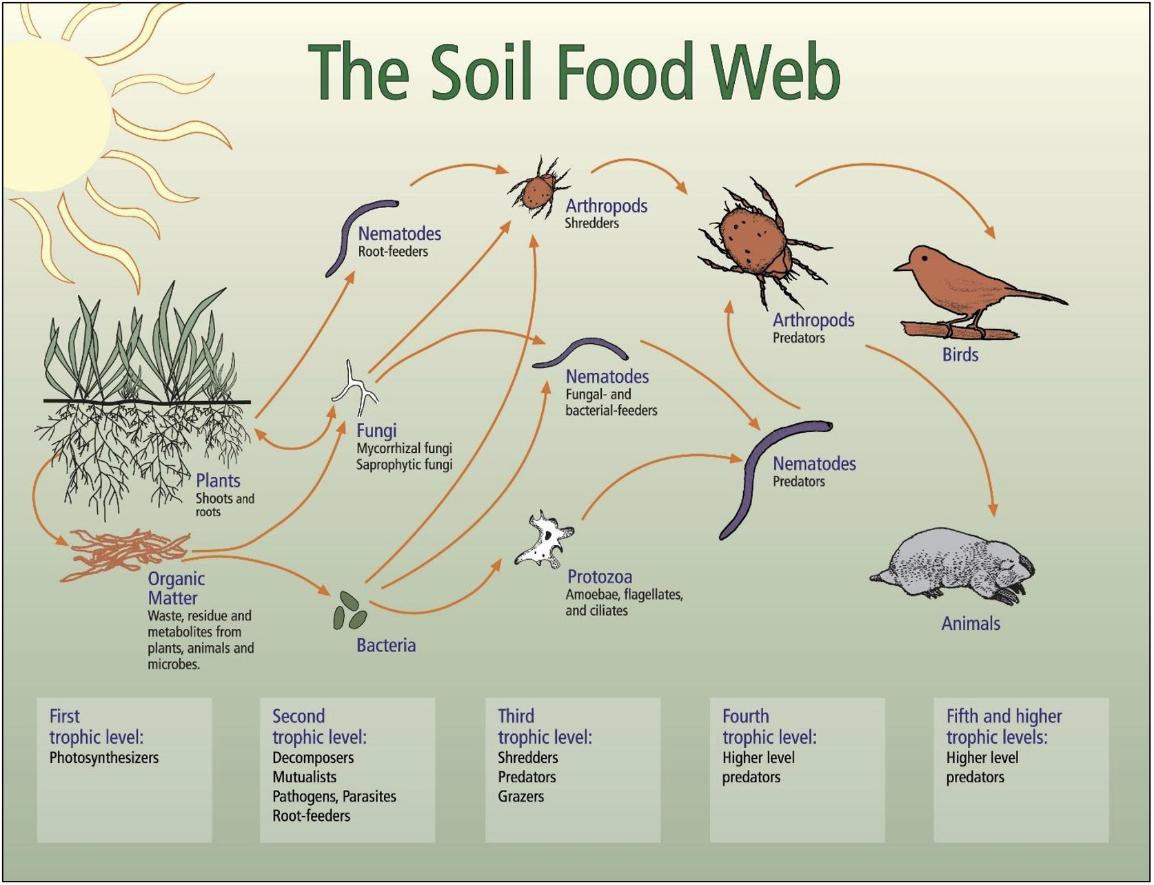 The Soil Food Web, listing all of the trophic levels from 1 to 5. First trophic level: Photosynthesizers such as plants and organic matter. Second Trophic level: Bacteria, Fungi, Nematodes. Third trophic level: Arthropods, Nematodes, Protozoa. Fourth trophic level: Arthropods(predators), nematodes (predators). Fifth and higher trophic levels: Animals and Birds