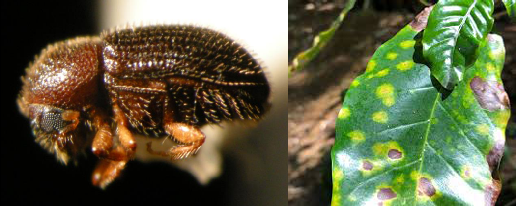 Left: Close-up of a small brown beetle with a textured body and compound eyes. Right: Close-up of a green leaf with yellow spots and brown patches.