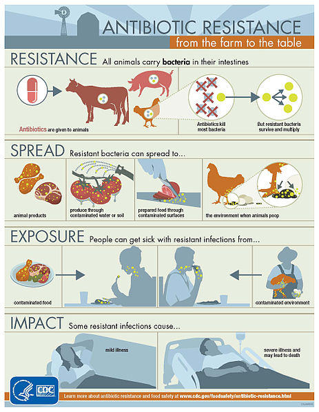 Infographic showing the progression of antibiotic resistance from farms to human impact.