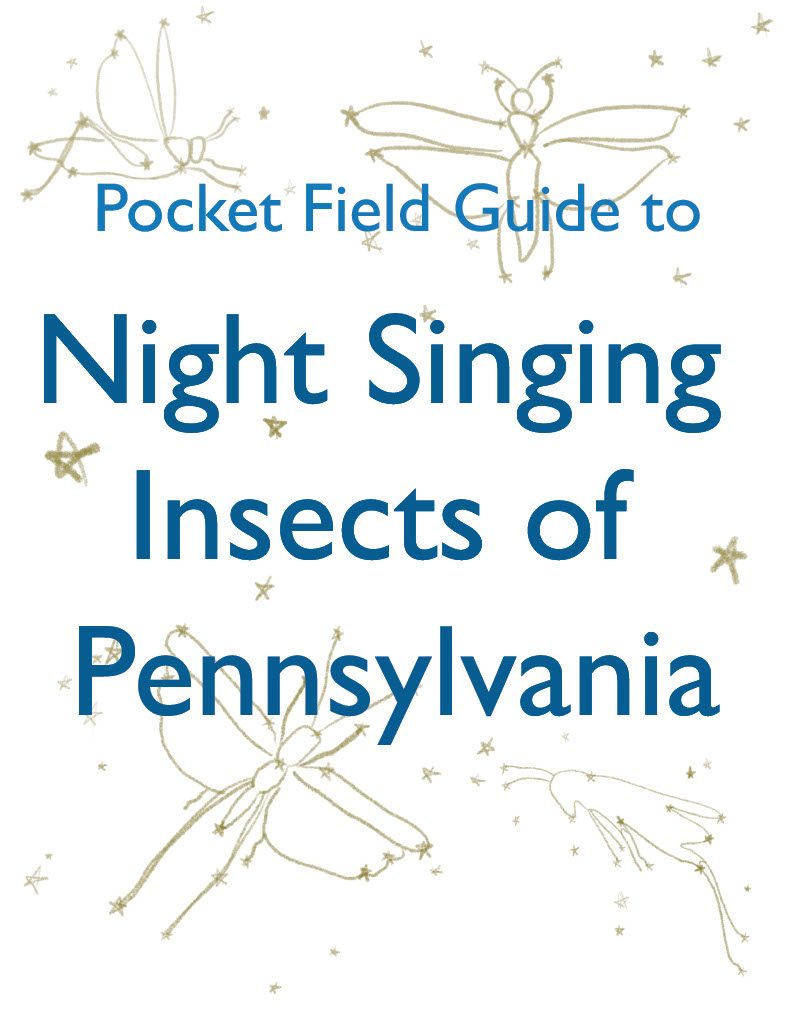 Cover image for Guide to Night Singing Insects of Pennsylvania