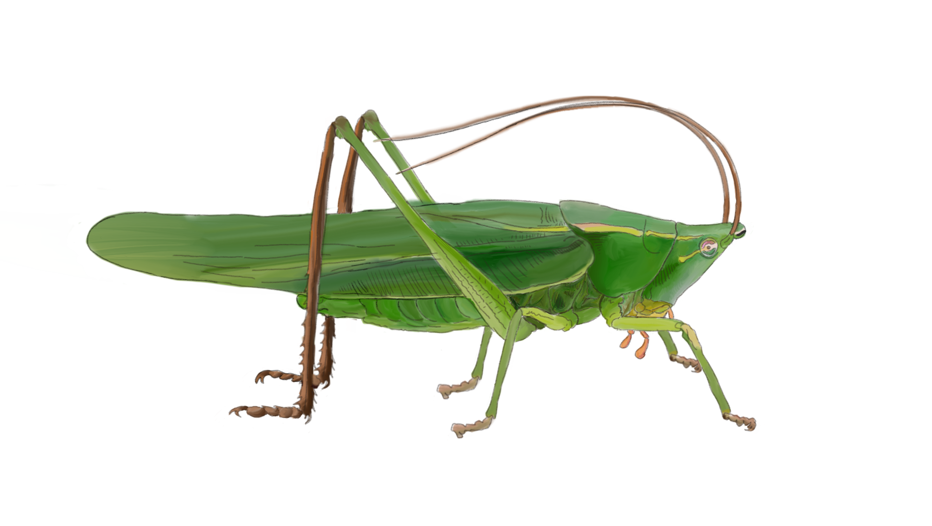 RoundTipped Conehead Guide to Night Singing Insects of Pennsylvania