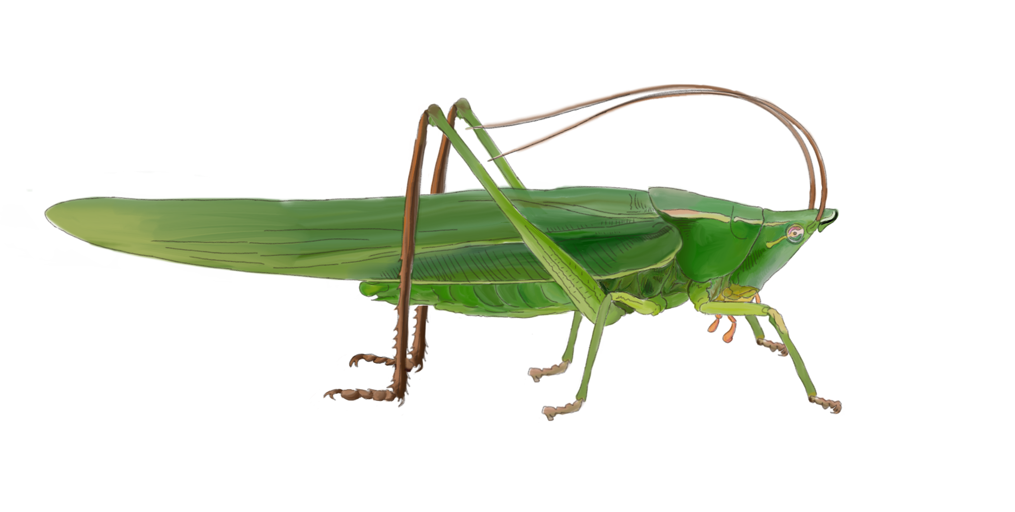 SwordBearing Conehead Guide to Night Singing Insects of Pennsylvania