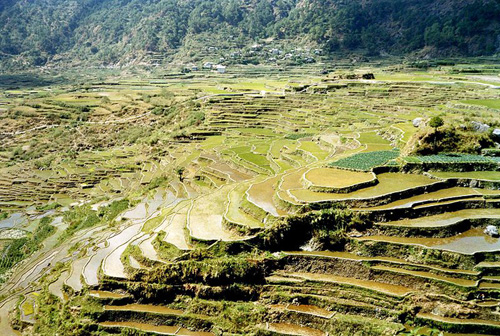 Picture of terraces on the hills in the Philippines. Areas of the hill are flattened, looking like large stairs.