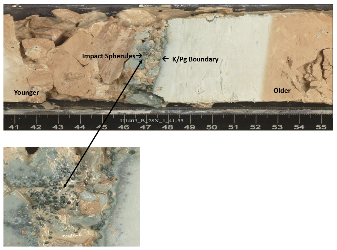A labelled core showing from left to right, increasingly older sediments. The K/Pg boundary is nearly white in the older part and fracture gray with pink matrix in the younger part. Dotted within this matrix are tiny gray dots. These are the spherules.