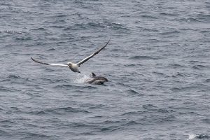 A seagull like bird flies near a dolphin.