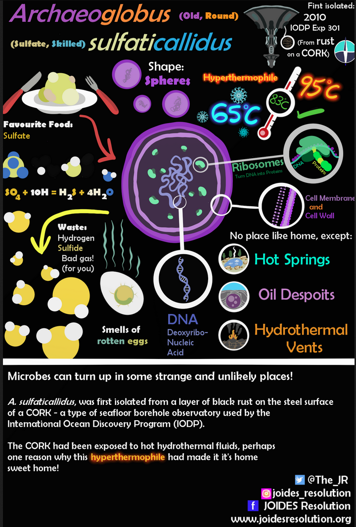 Diagram of a microbe called Archaeoglobus sulfaticallidus. Drawings of the microbe and other fun facts are listed like its smell, and where it can be found.