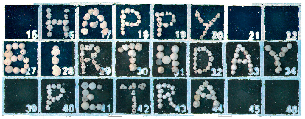 A birthday greeting, made by a micropaleontologist. Each letter is a different species of foraminifera
