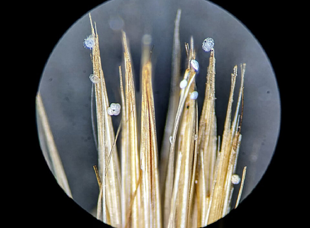 Radiolarians glass skeletons and Foraminifera popcorn shape tangled in the hairs of a paint brush – for a sense of scale.
