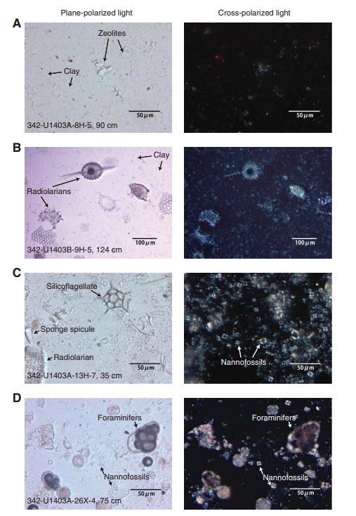 Figure F6. Photomicrographs of smear slides indicating the dominant lithologies of Units II–V, Site U1403. Note that prominent radiolarians in B under cross-polarized light are likely due to clay aggregates in their tests. A. Clay with zeolites, Unit II. B. Radiolarian clay, Unit III. C. Radiolarian nannofossil ooze, Unit IV. D. Foraminiferal nannofossil ooze, Subunit Va.