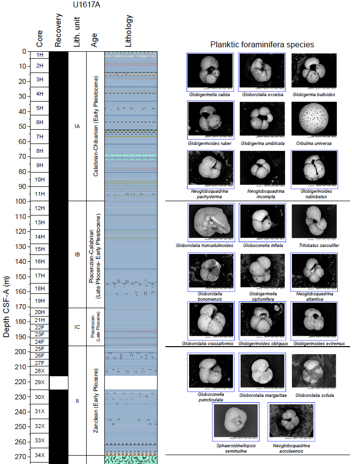 Chart showing core recovery depths from zero to over 270 meters and the planktic foraminiferal species, pictured three to a row, on the right. The lowest row of forams, at 235 to 270 meters show two only. A gap in recovery is shown from approximately 216 to 225 meters. An adjacent column lists the age of the forams and ranges from Early Pliocene to Early Pleistocene.