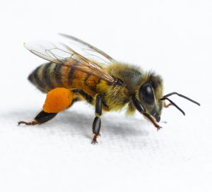 A honey bee with a full pollen load neatly back away on her hind legs on a white background