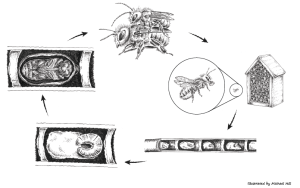 black and white ink drawing of the mason bee life cycle from egg to adult