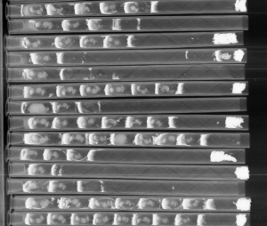 X-radiography of a series of completed mason bee nests.