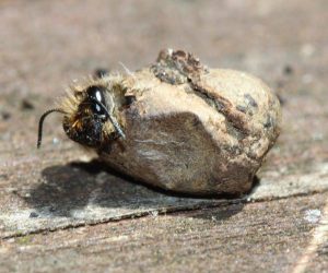 A mason bee pokes her head out of her cocoon.