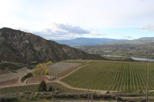Tree fruit orchards in Wenatchee, WA