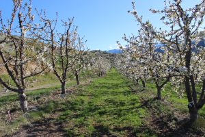 Cherry orchard in bloom on a sunny day