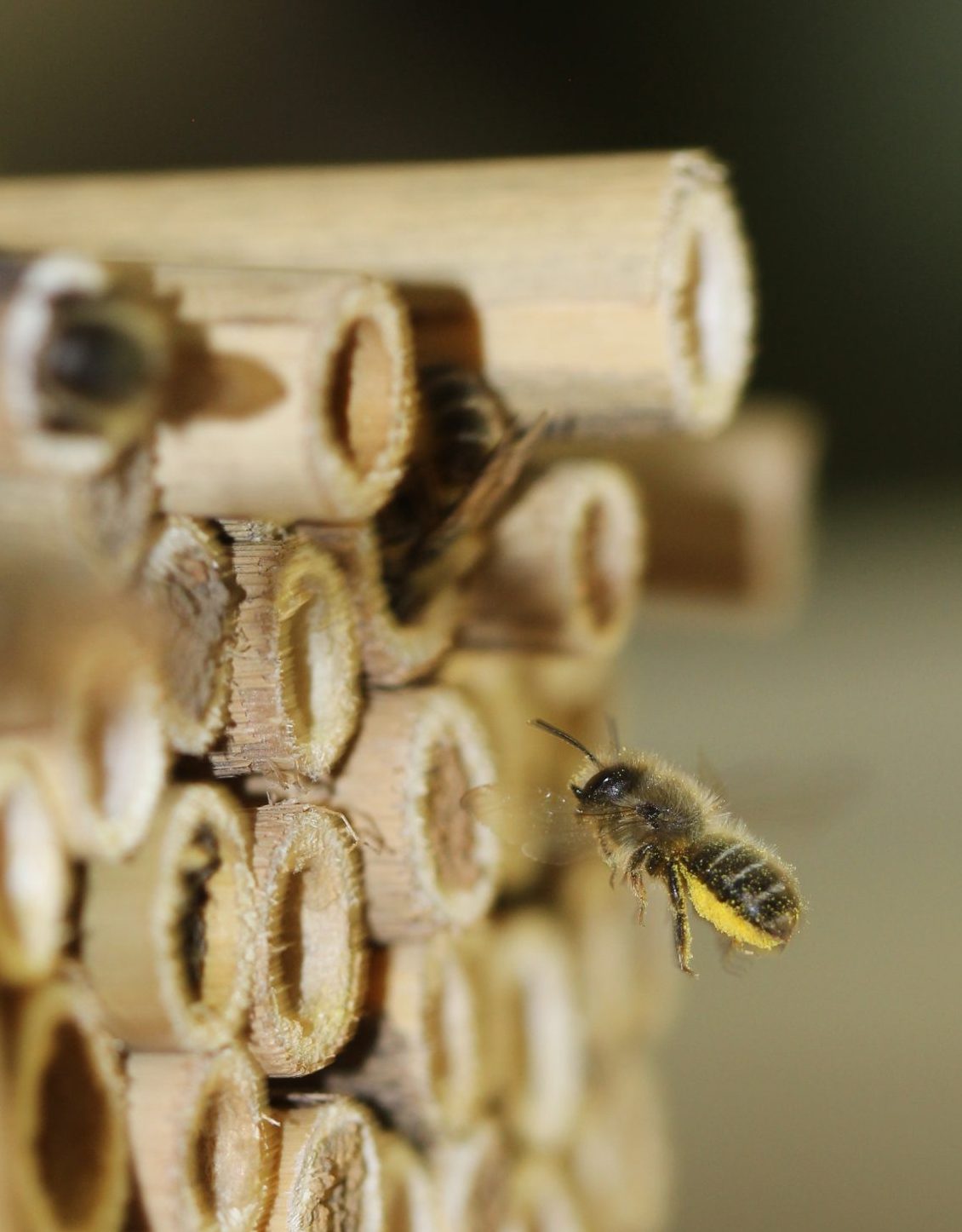 A female O. cornifrons returns to her nest with scopae full of pollen