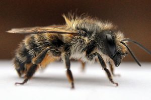 Close up photo of female horn faced mason bee
