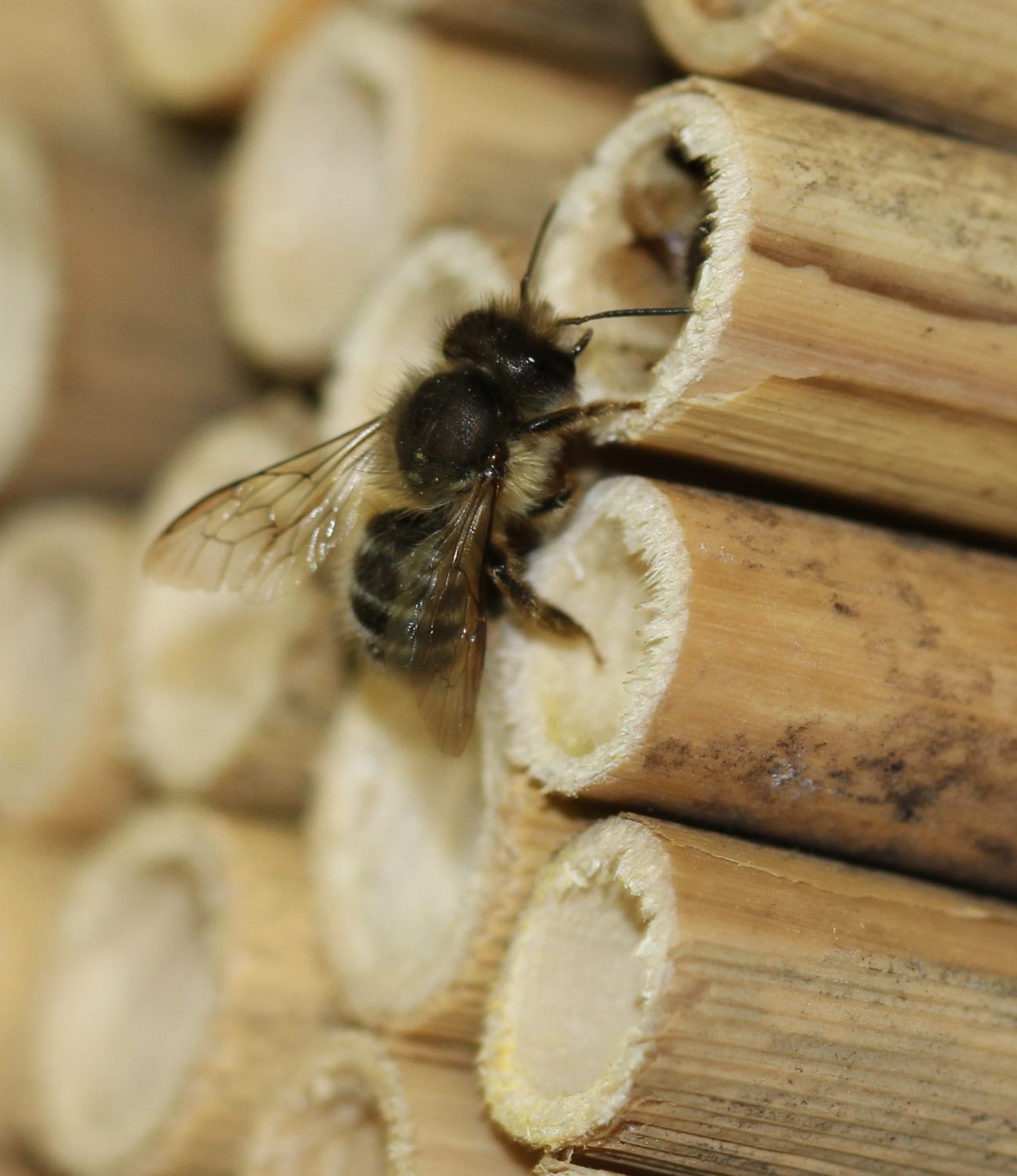 Cover image for Managing the Horn-Faced Mason Bee for Orchard Pollination