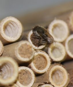 A female mason bee uses her mandibles to sculpt a mud seal at the terminal end of her nest