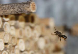 A female mason bee returns to her nest