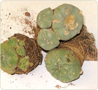 Peyote Cactus