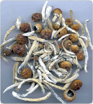 Psilocybin Mushrooms