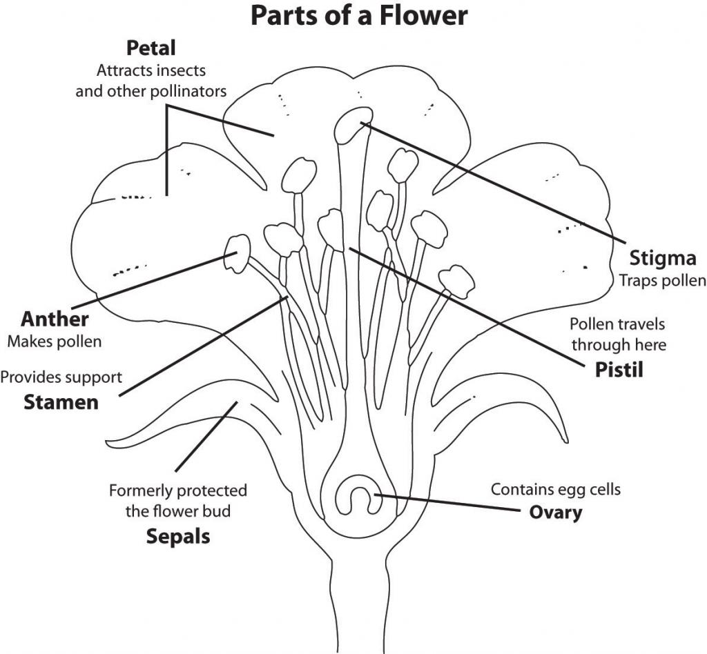 The Parts of a Flower: Petal (attracts insects and other pollinators), Stigma (traps pollen), Pistil (pollen travels through here), Ovary (contains egg cells), Sepals (formerly protected the flower bud), Stamen (provides support), anther (makes pollen)