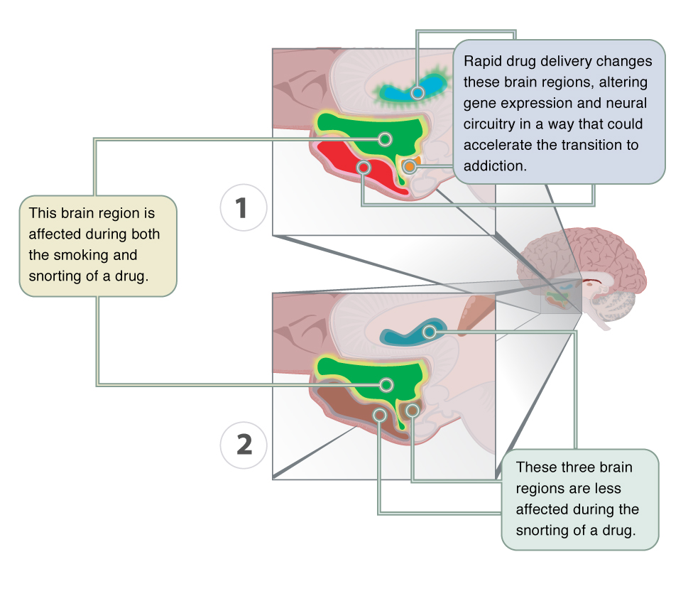 Areas of the brain most and least affected by smoking and snorting of a drug